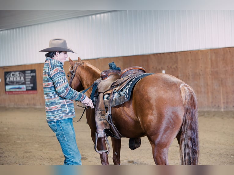 American Quarter Horse Wallach 6 Jahre 147 cm Rotfuchs in Decorah, IA