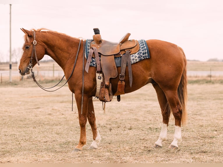 American Quarter Horse Wallach 6 Jahre 147 cm Rotfuchs in Decorah, IA