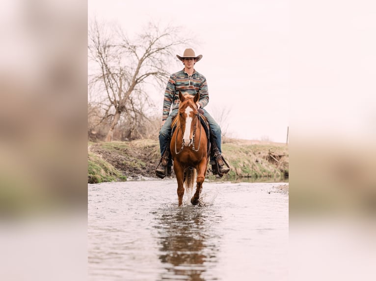 American Quarter Horse Wallach 6 Jahre 147 cm Rotfuchs in Decorah, IA