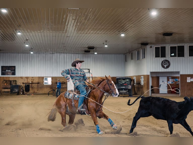 American Quarter Horse Wallach 6 Jahre 147 cm Rotfuchs in Decorah, IA