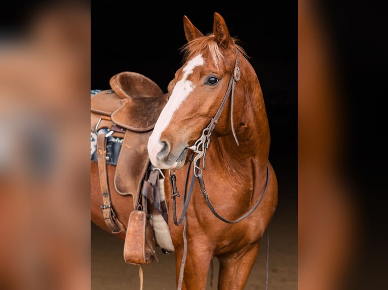 American Quarter Horse Wallach 6 Jahre 147 cm Rotfuchs in Decorah, IA