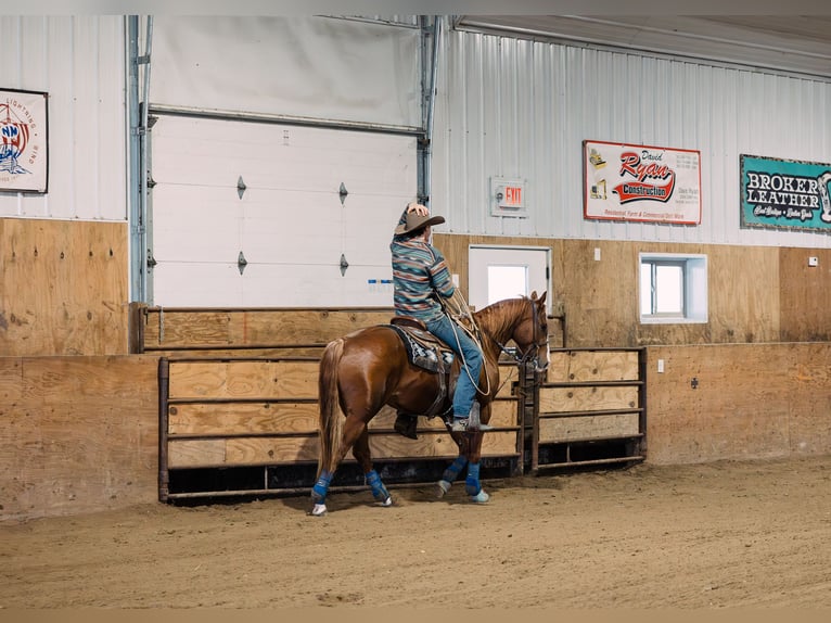 American Quarter Horse Wallach 6 Jahre 147 cm Rotfuchs in Decorah, IA