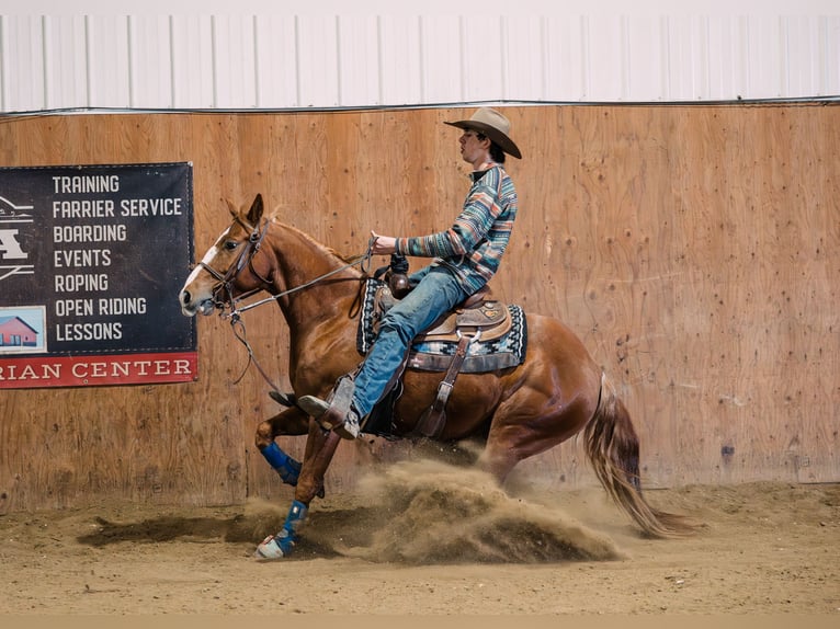 American Quarter Horse Wallach 6 Jahre 147 cm Rotfuchs in Decorah, IA