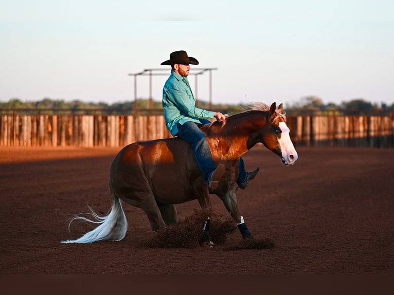 American Quarter Horse Mix Wallach 6 Jahre 147 cm Rotfuchs in Waco