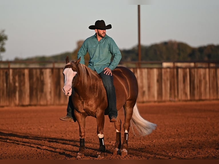 American Quarter Horse Mix Wallach 6 Jahre 147 cm Rotfuchs in Waco