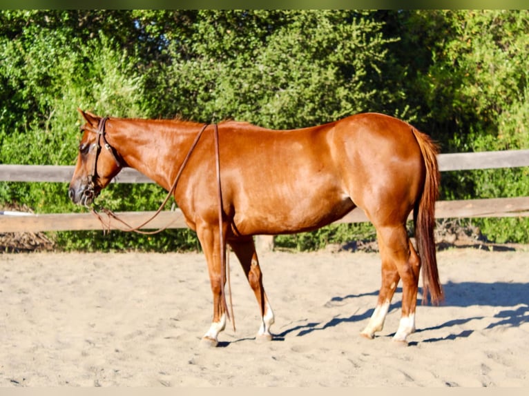 American Quarter Horse Wallach 6 Jahre 147 cm Rotfuchs in Bitterwater CA