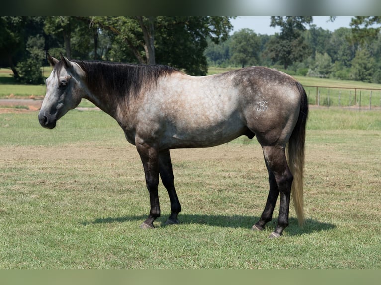 American Quarter Horse Wallach 6 Jahre 147 cm Schimmel in Bloomburg