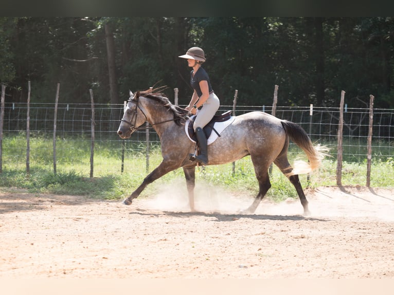 American Quarter Horse Wallach 6 Jahre 147 cm Schimmel in Bloomburg