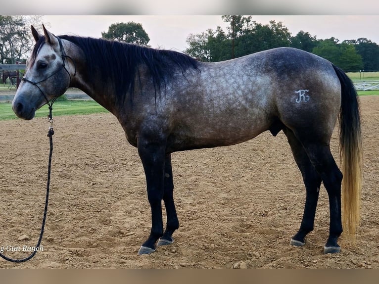 American Quarter Horse Wallach 6 Jahre 147 cm Schimmel in Bloomburg