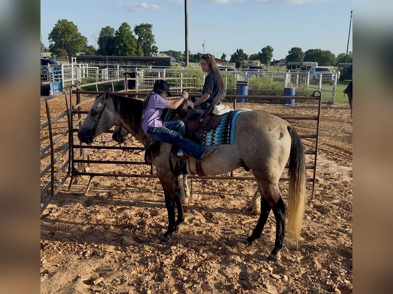 American Quarter Horse Wallach 6 Jahre 147 cm Schimmel in Bloomburg