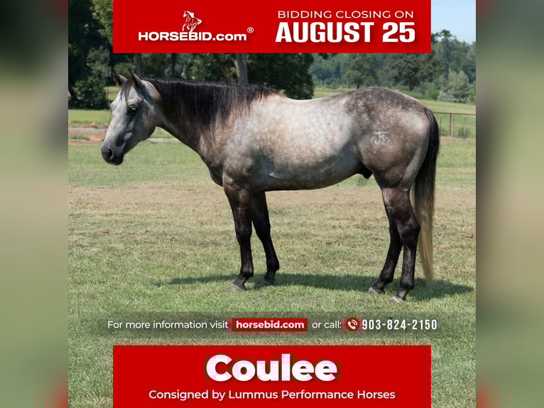 American Quarter Horse Wallach 6 Jahre 147 cm Schimmel in Bloomburg