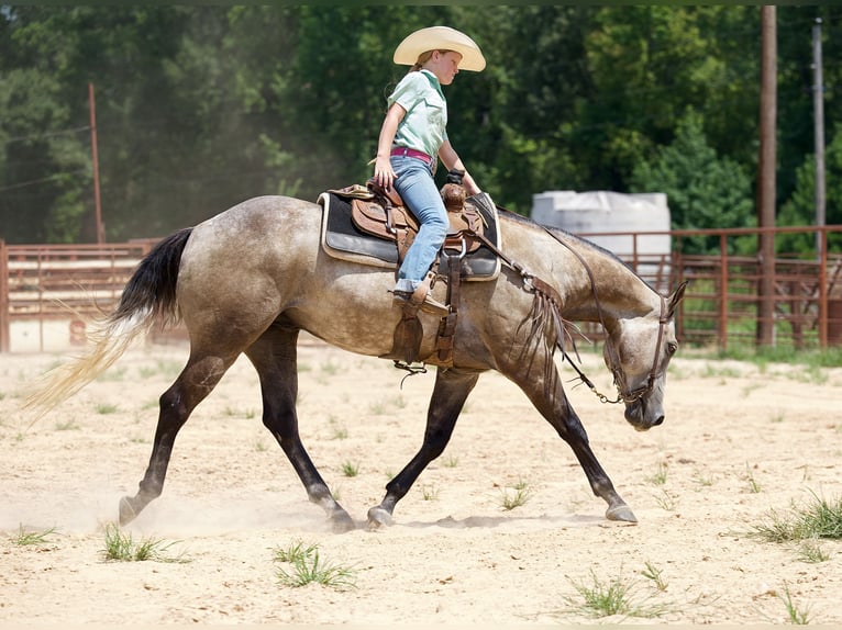 American Quarter Horse Wallach 6 Jahre 147 cm Schimmel in Bloomburg