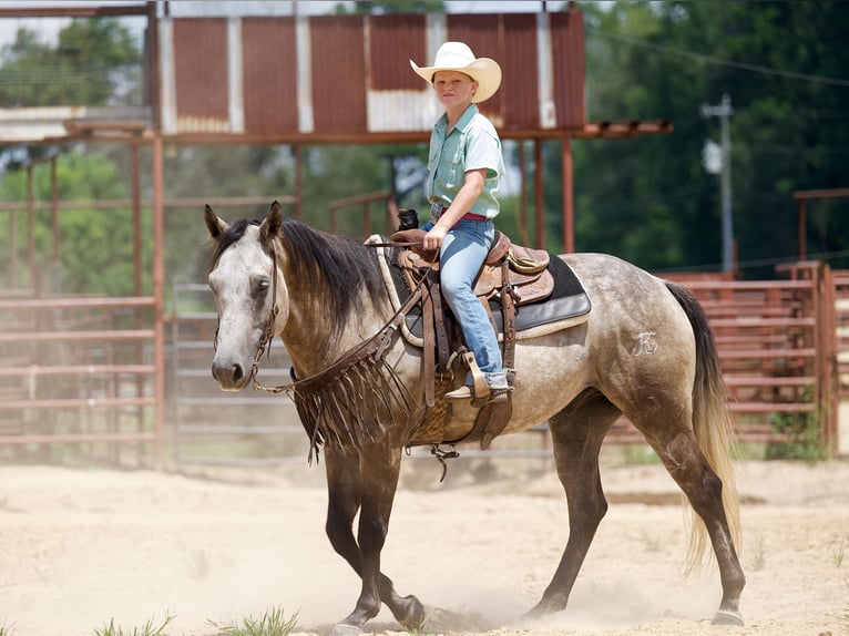 American Quarter Horse Wallach 6 Jahre 147 cm Schimmel in Bloomburg