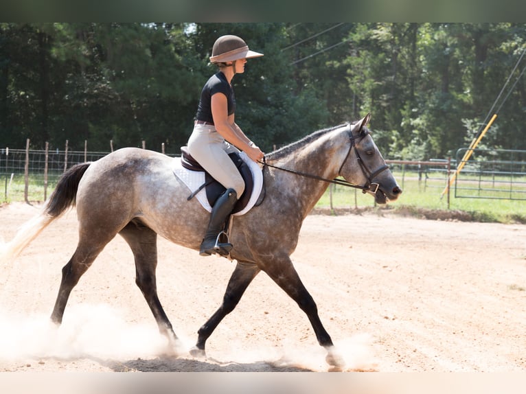 American Quarter Horse Wallach 6 Jahre 147 cm Schimmel in Bloomburg