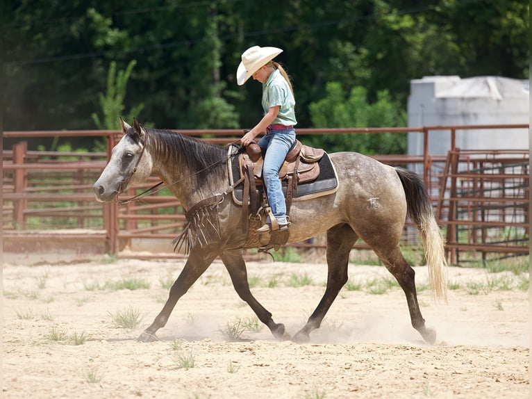 American Quarter Horse Wallach 6 Jahre 147 cm Schimmel in Bloomburg