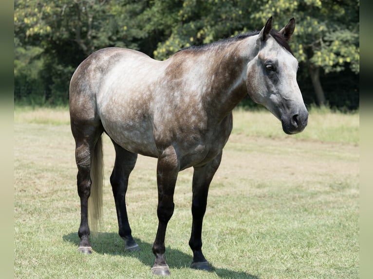 American Quarter Horse Wallach 6 Jahre 147 cm Schimmel in Bloomburg