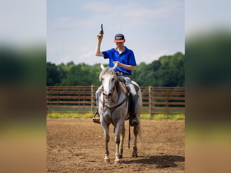 American Quarter Horse Wallach 6 Jahre 147 cm Schimmel in Auburn, KY