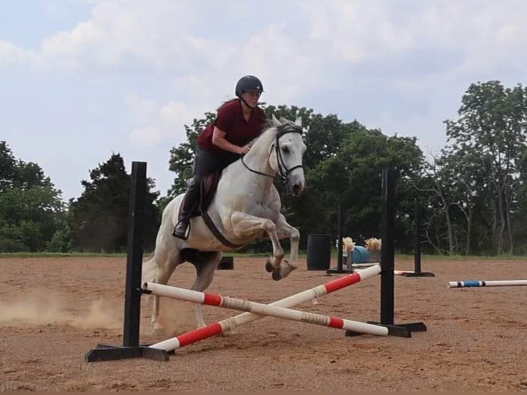 American Quarter Horse Wallach 6 Jahre 147 cm Schimmel in Auburn, KY