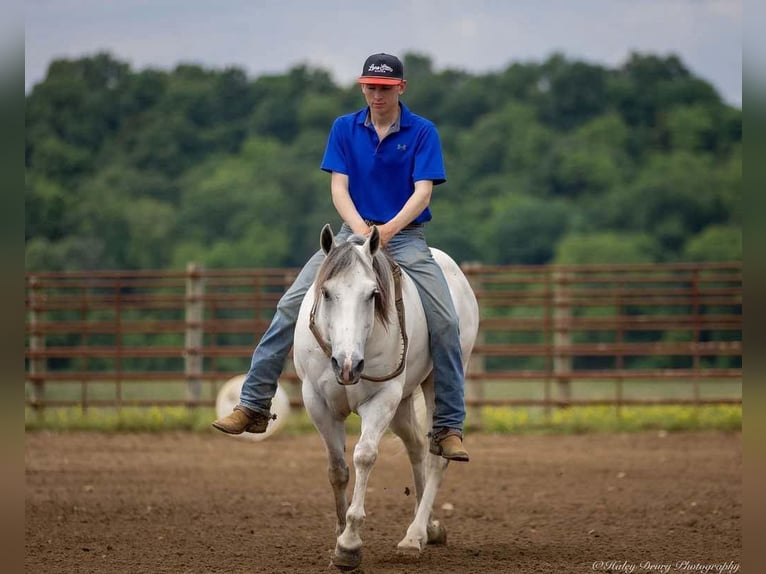 American Quarter Horse Wallach 6 Jahre 147 cm Schimmel in Auburn, KY