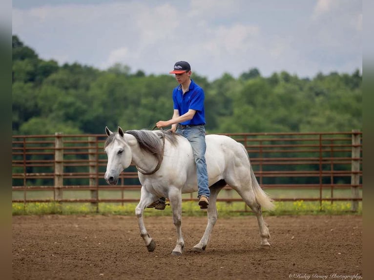 American Quarter Horse Wallach 6 Jahre 147 cm Schimmel in Auburn, KY