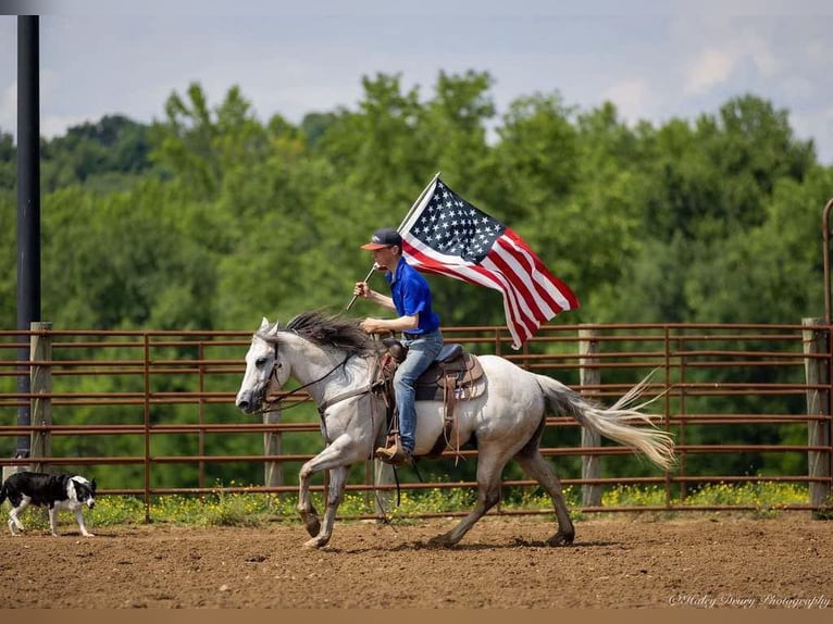 American Quarter Horse Wallach 6 Jahre 147 cm Schimmel in Auburn, KY