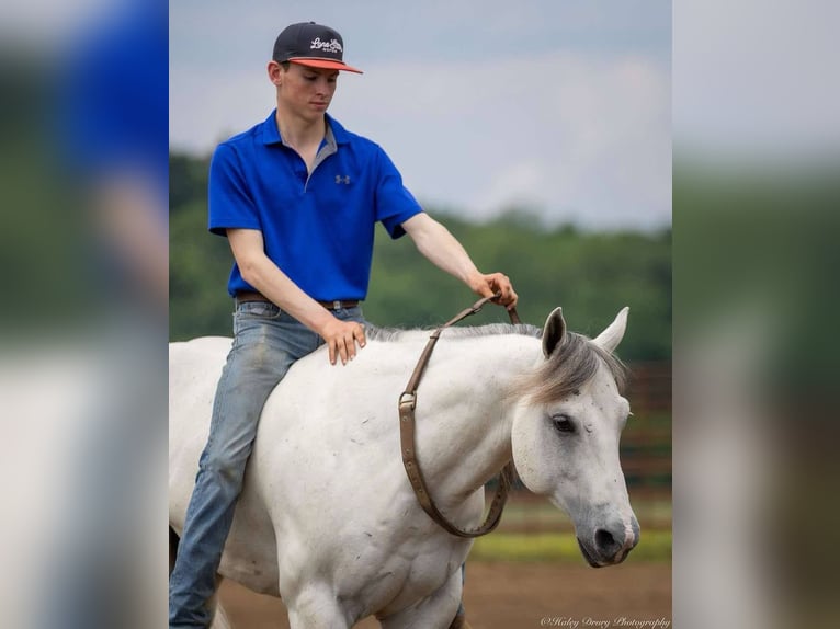 American Quarter Horse Wallach 6 Jahre 147 cm Schimmel in Auburn, KY