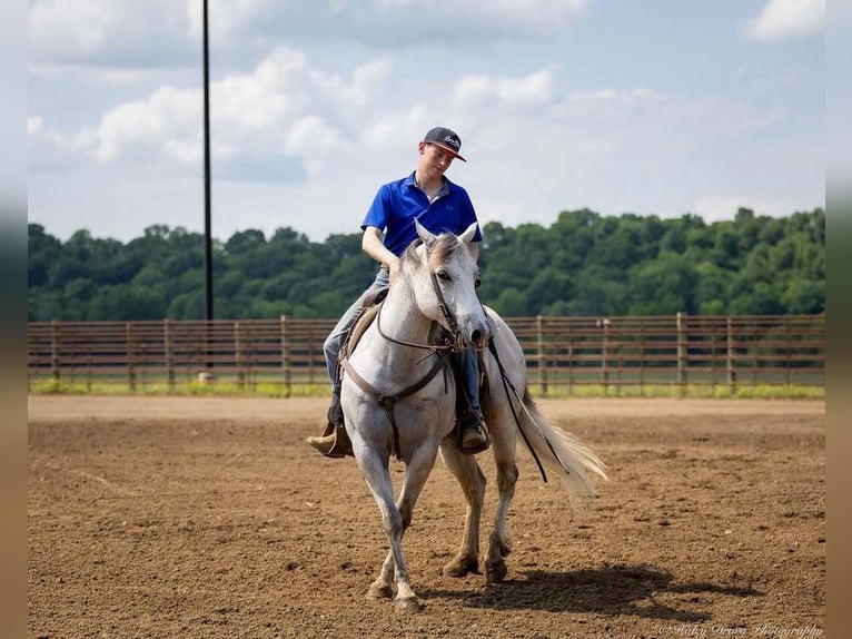 American Quarter Horse Wallach 6 Jahre 147 cm Schimmel in Auburn, KY