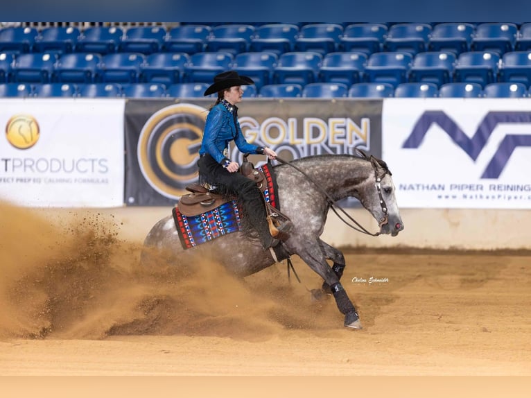 American Quarter Horse Wallach 6 Jahre 147 cm Schimmel in Whitesboro, TX