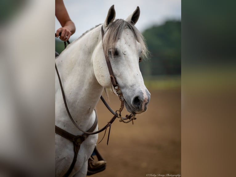 American Quarter Horse Wallach 6 Jahre 147 cm Schimmel in Auburn, KY
