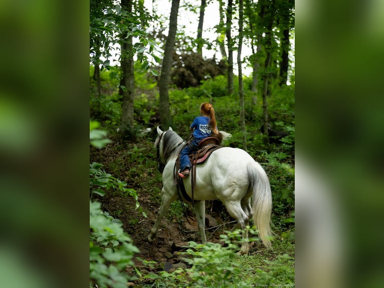 American Quarter Horse Wallach 6 Jahre 147 cm Schimmel in Auburn, KY