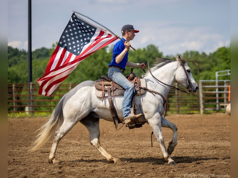 American Quarter Horse Wallach 6 Jahre 147 cm Schimmel in Auburn, KY