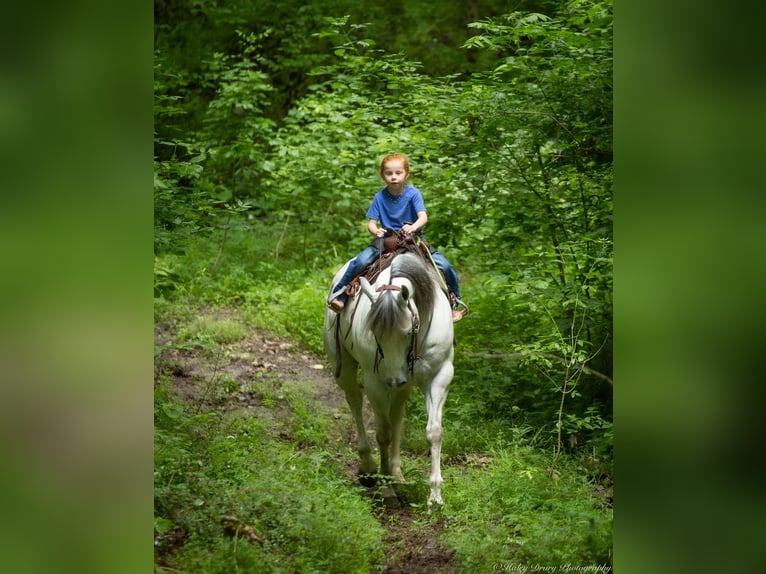 American Quarter Horse Wallach 6 Jahre 147 cm Schimmel in Auburn, KY