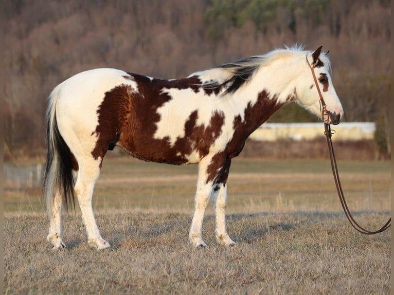 American Quarter Horse Wallach 6 Jahre 147 cm Tobiano-alle-Farben in Brodhead KY