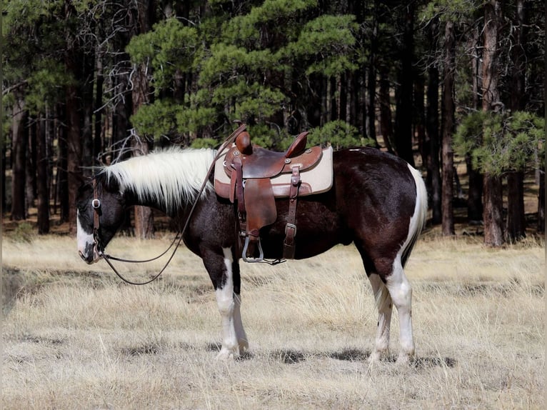 American Quarter Horse Wallach 6 Jahre 147 cm Tobiano-alle-Farben in Cottonwood AZ