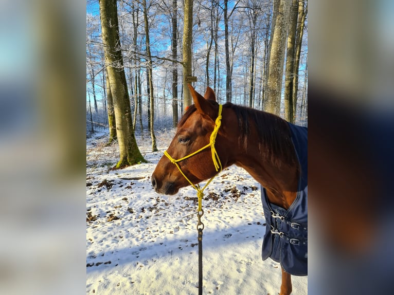American Quarter Horse Wallach 6 Jahre 148 cm Dunkelfuchs in Engstingen