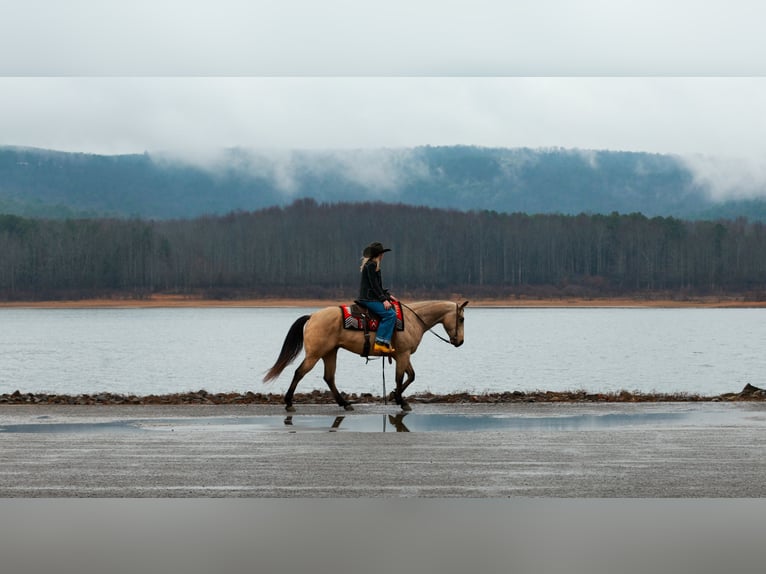 American Quarter Horse Wallach 6 Jahre 150 cm Buckskin in Quitman