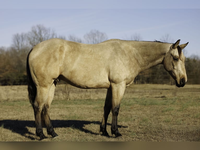 American Quarter Horse Wallach 6 Jahre 150 cm Buckskin in Quitman