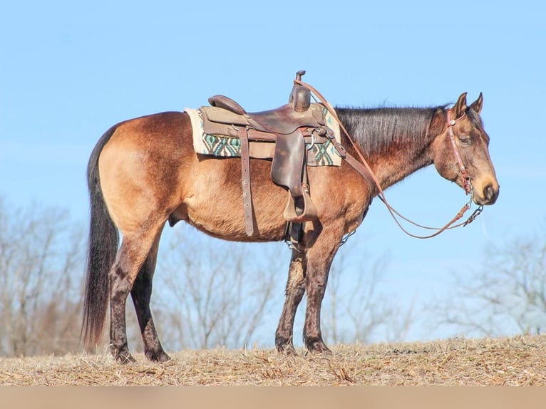 American Quarter Horse Wallach 6 Jahre 150 cm Buckskin in Clarion