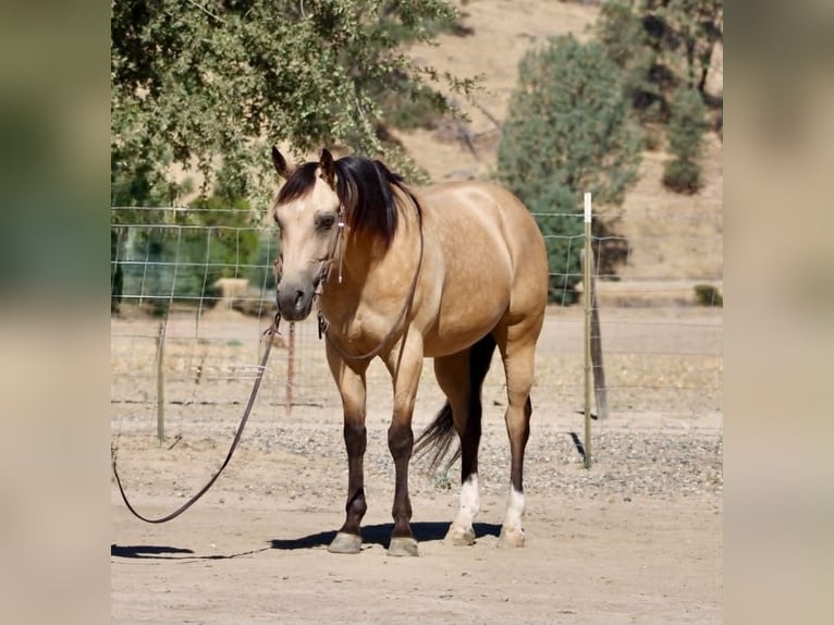 American Quarter Horse Wallach 6 Jahre 150 cm Buckskin in Tres Pinos