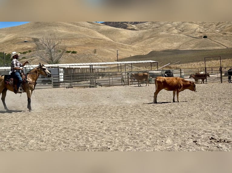 American Quarter Horse Wallach 6 Jahre 150 cm Buckskin in Tres Pinos
