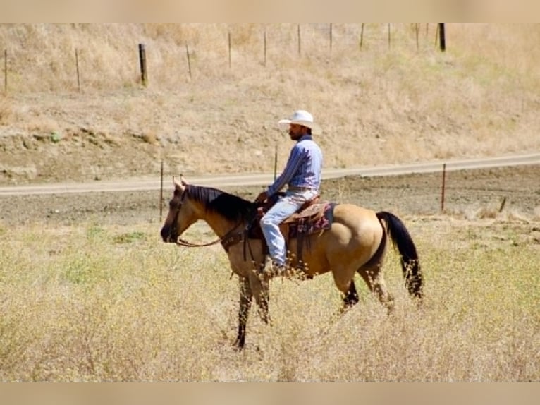 American Quarter Horse Wallach 6 Jahre 150 cm Buckskin in Tres Pinos