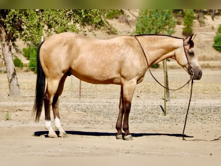American Quarter Horse Wallach 6 Jahre 150 cm Buckskin in Tres Pinos