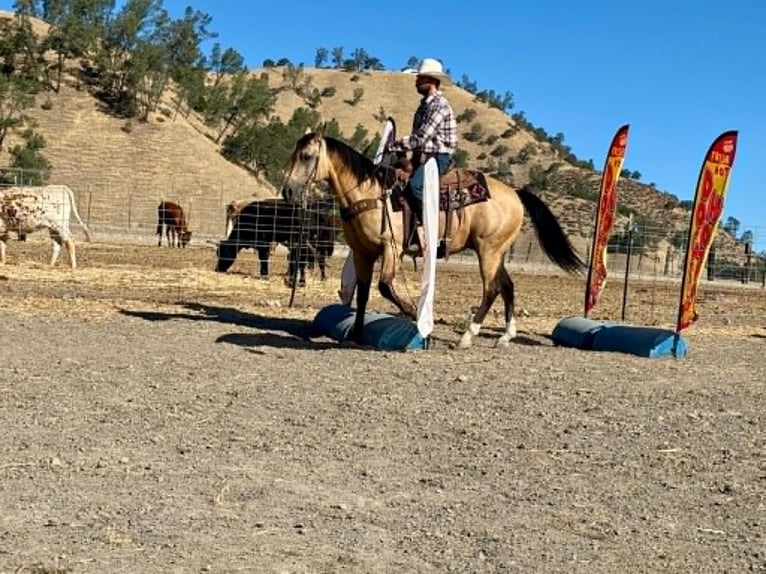 American Quarter Horse Wallach 6 Jahre 150 cm Buckskin in Tres Pinos