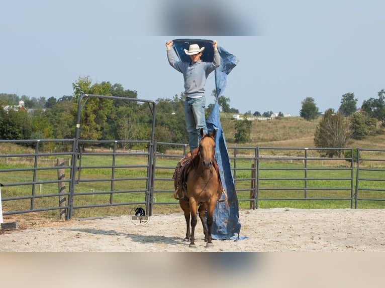 American Quarter Horse Wallach 6 Jahre 150 cm Buckskin in Fredericksburg
