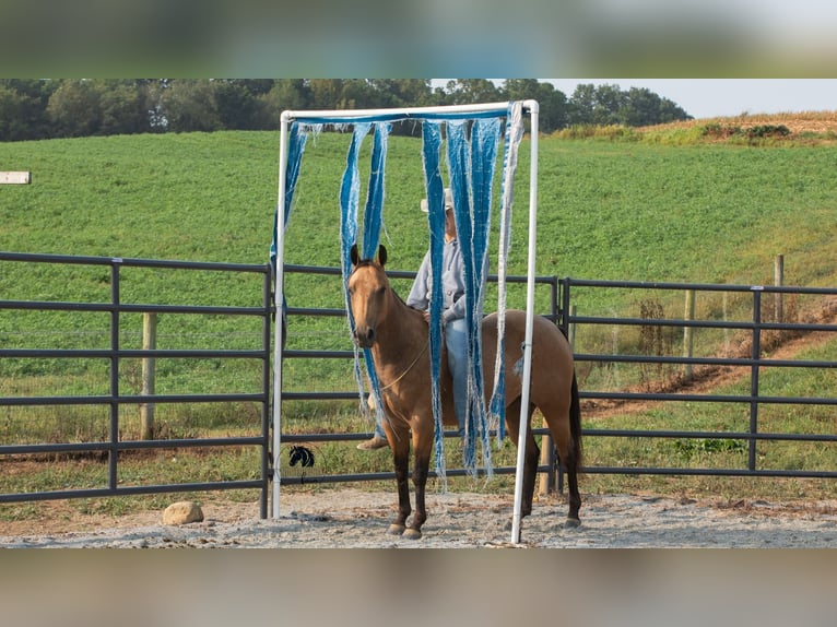 American Quarter Horse Wallach 6 Jahre 150 cm Buckskin in Fredericksburg