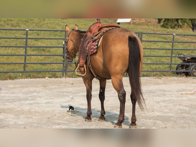 American Quarter Horse Wallach 6 Jahre 150 cm Buckskin in Fredericksburg