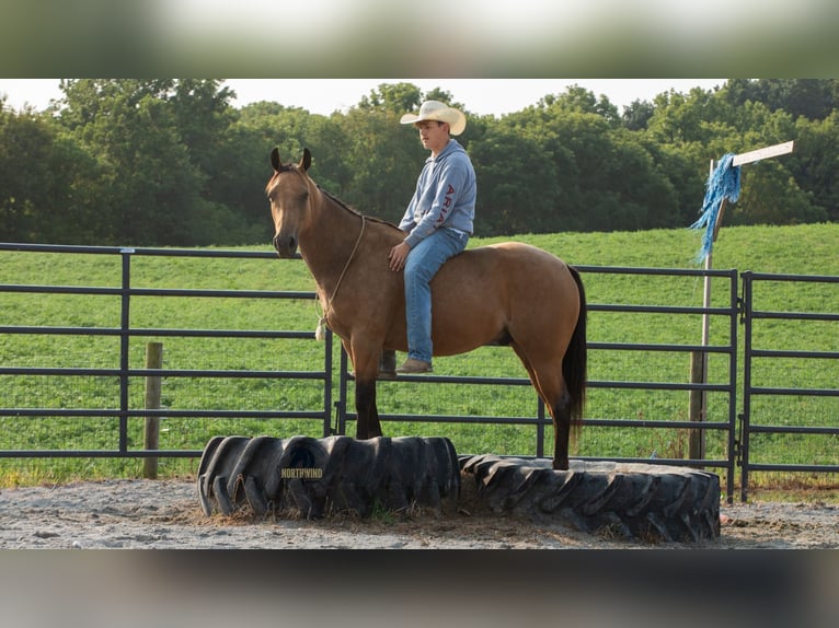 American Quarter Horse Wallach 6 Jahre 150 cm Buckskin in Fredericksburg