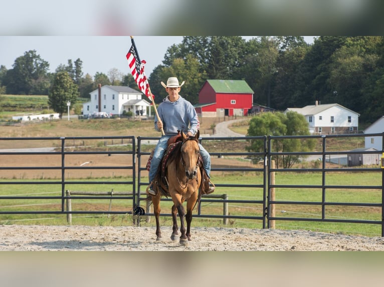 American Quarter Horse Wallach 6 Jahre 150 cm Buckskin in Fredericksburg
