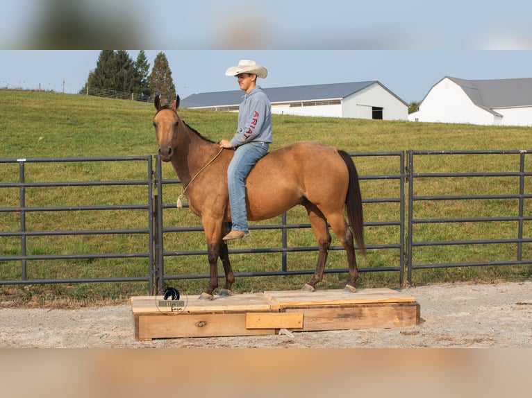 American Quarter Horse Wallach 6 Jahre 150 cm Buckskin in Fredericksburg