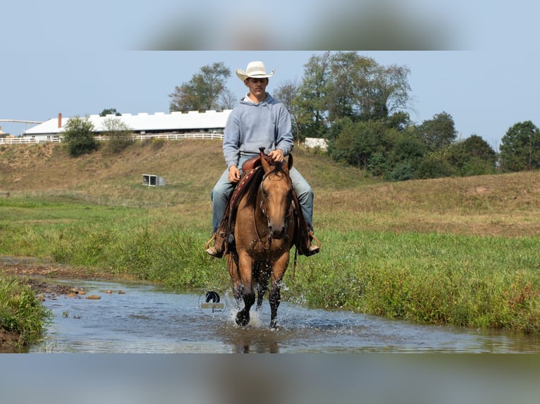 American Quarter Horse Wallach 6 Jahre 150 cm Buckskin in Fredericksburg